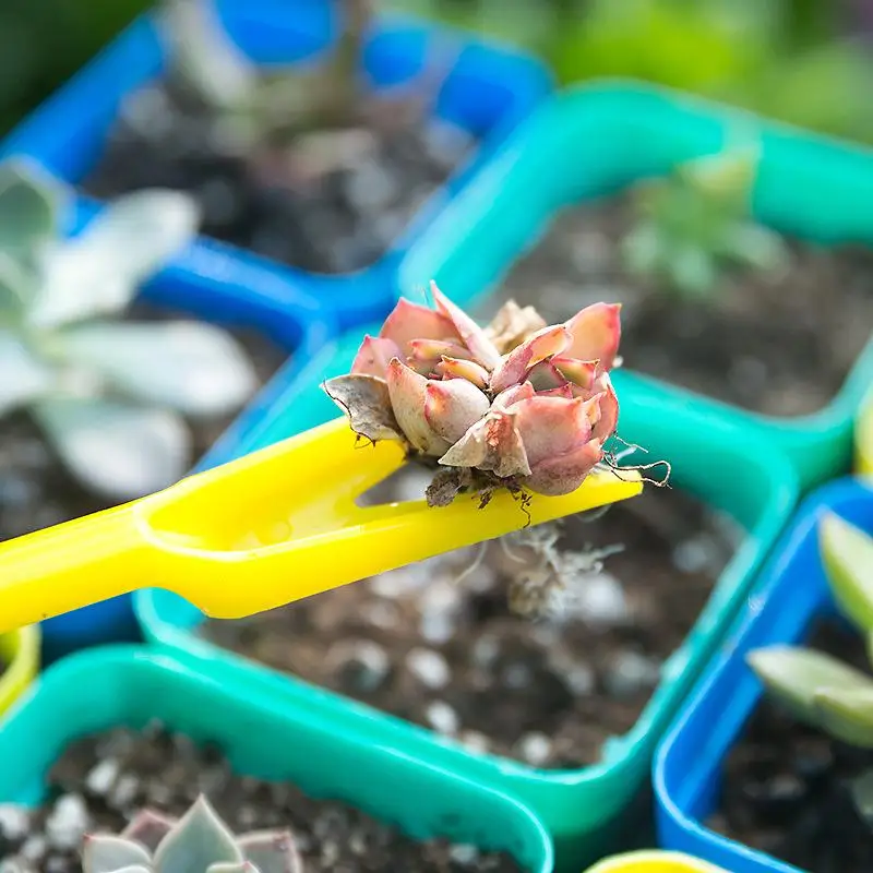 1/10 ชิ้นการหว่าน Succulents ป - Succulent Set บทวิจารณ์และราคา