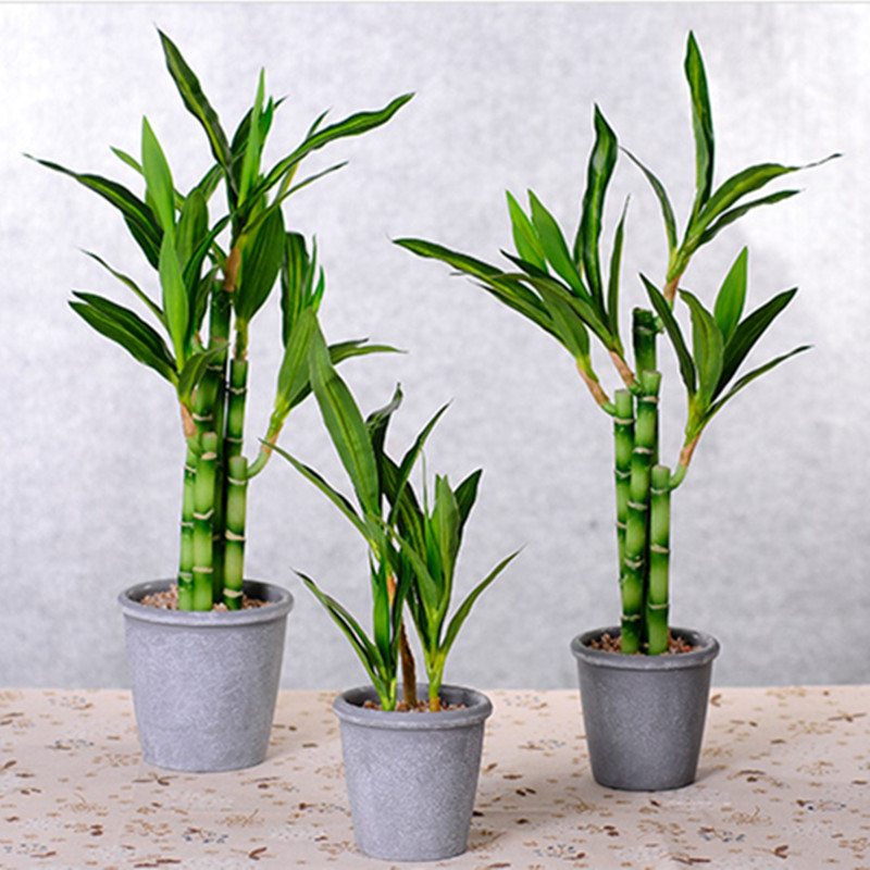ต้นไผ่กวนอิมเทียมขนาด 40 ซม. พ - Snake Plant บทวิจารณ์และราคา