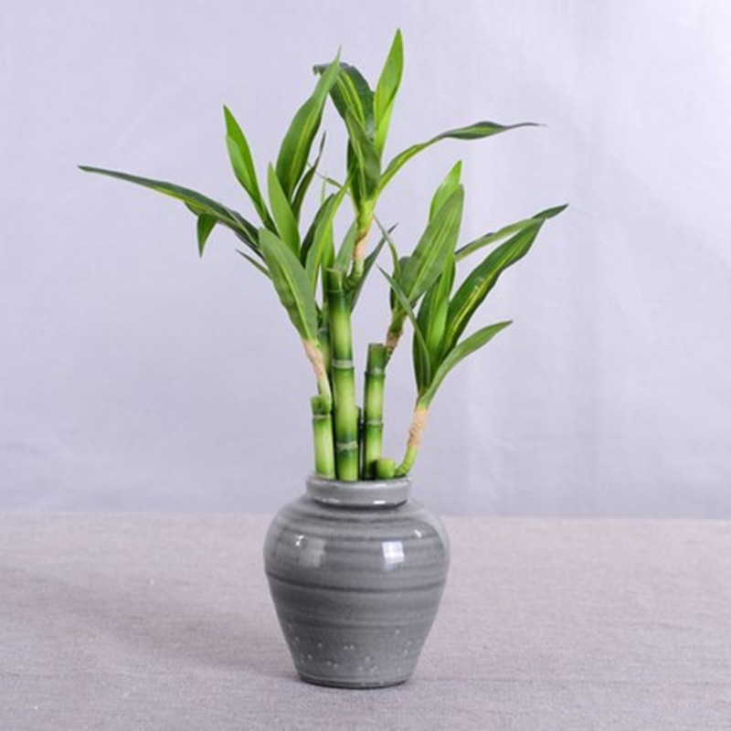 ต้นไผ่กวนอิมเทียมขนาด 40 ซม. พ - Snake Plant บทวิจารณ์และราคา