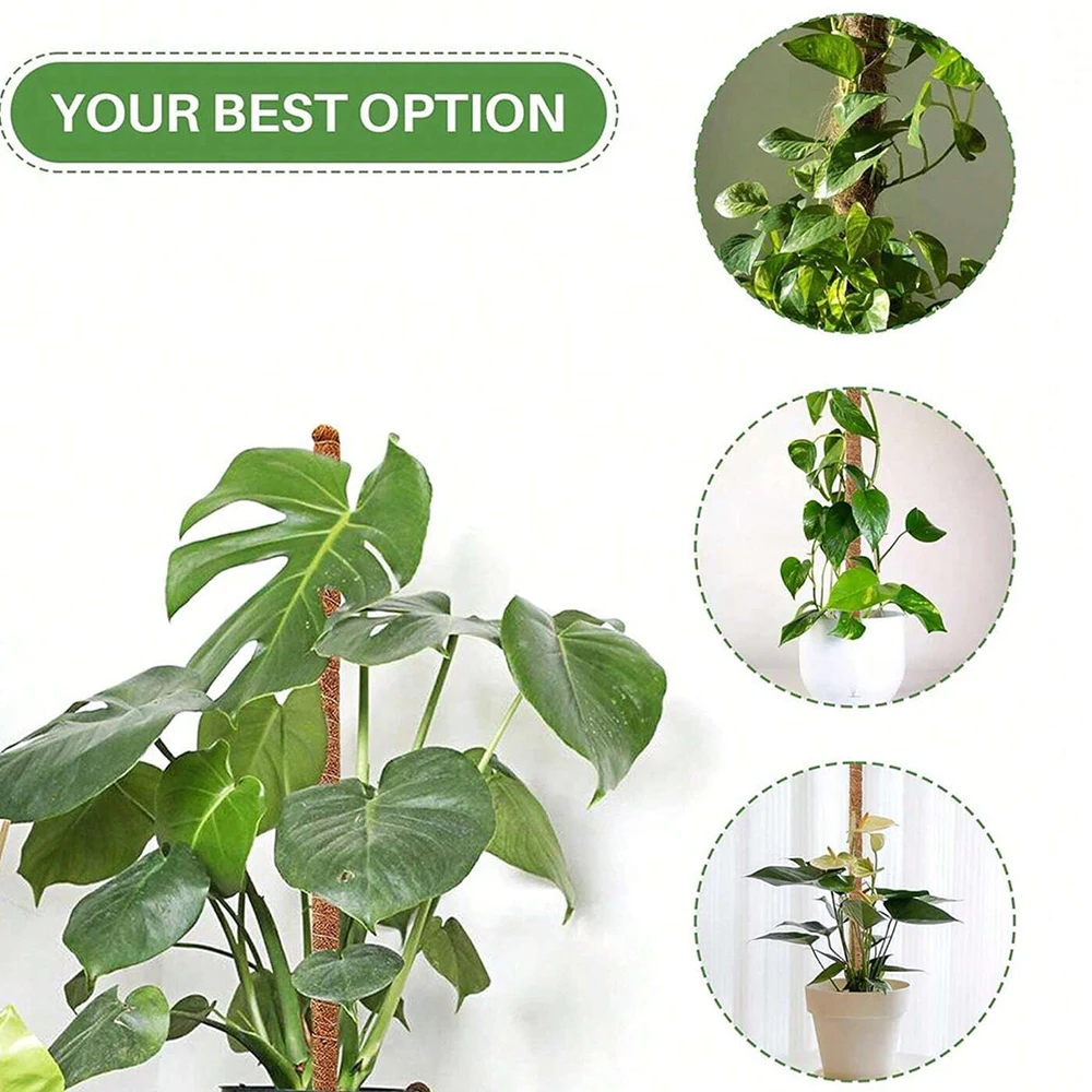 เสาไม้สนับสนุนต้นมอนสเตอร่า สำ - Plant Support Stake บทวิจารณ์และราคา